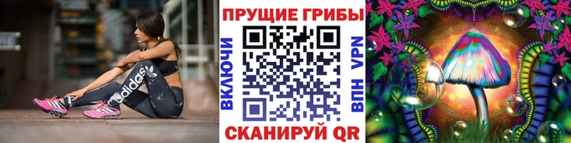 Галлюциногенные грибы Psilocybine cubensis Бежецк